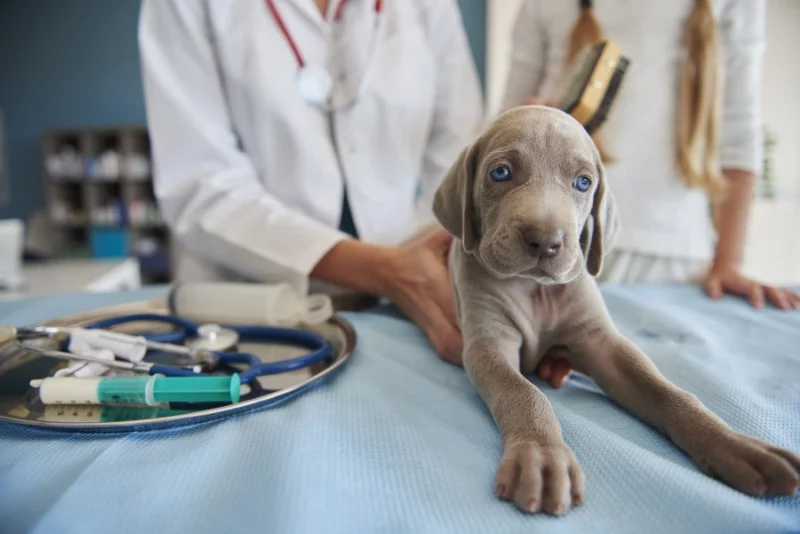 VIVAVET - Clínica Veterinaria en Santa Cruz de Tererife