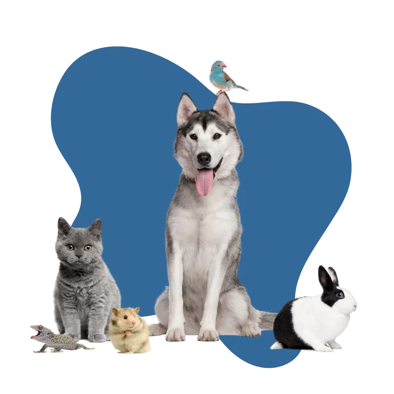 VIVAVET - Clínica veterinaria en Santa Cruz de Tenerife